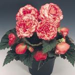    Rose Petticoat () 5 
