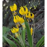   Yellow Avalanche Lily 5 