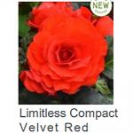    Compact Velvet Red () 5 