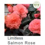   Salmon Rose () 5 