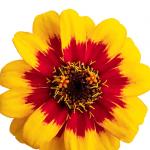   Red Yellow Bicolor 5 