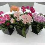 ������� ���� ����� 5 ��