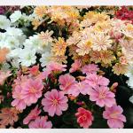 ������� ���� ����� 5 ��