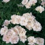     White Blush () 5 