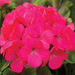 ���������� ��������� ������� Rose 3 ��