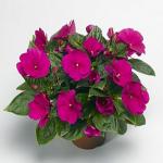 ��������� �������������� �������� Violet 5 ��