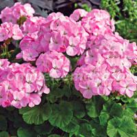 ���������� ��������� ���������� Lavender 3 ��