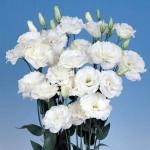    Pure White () 5 