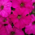 Петуния крупноцветковая Дримс Neon Rose (драже) 10 шт