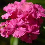 �������� ��������� ����� Pink 5 ��