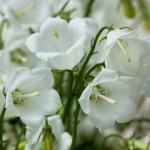     White () 5 