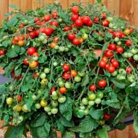   Red Profusion 5 