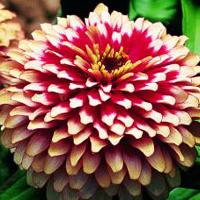 ������ ����� Cherry/Ivory 5 ��