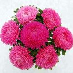 ����� ����� Rose 10 ��