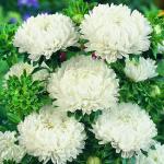 ����� ���� ����� White 10 ��