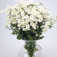 �������� ������� ��������� White 10 ��
