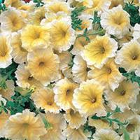    Yellow ()10 