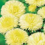 ����� ���� ����� Yellow 10 ��