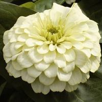   Ivory 5 