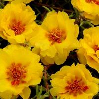     Yellow () 5 