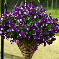    Purple White 5 