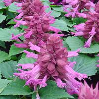 ������� ����� Lavender 10 ��