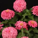   Pink 5 