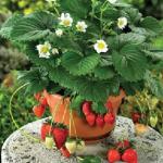 ���������  ������������ ������� F1 3 ��