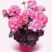���������� ��������� ���������� Pink 3 ��