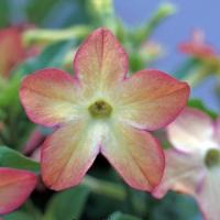 ����� �������� ������ Lime/Purple Bicolor (�����) 10 ��