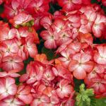 ���������� ��������� ���������� Scarlet Eye 3 ��
