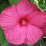    Rose 3 
