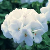 ���������� ��������� �������� Pure White 3 ��