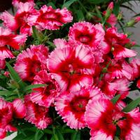    Crimson Picotee 5 