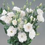 ������� �������� ����� ������ Pure White (�����) 5 ��
