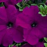 ������� ��������������� �������� Violet (�����) 10 ��