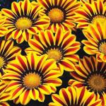    Yellow Flame 5 