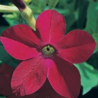    Red () 10 