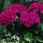 ���������� ��������� ���������� Violet 3 ��