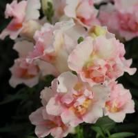    Appleblossom 10 