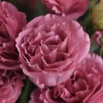   ABC 3 Rose () 5  !