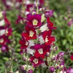    Red Bicolor 10 