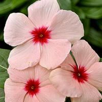     Apricot 5 