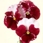    Orchid Rose Tricolour 5 