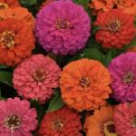 ������ ������� ������� Hot Mix 3 �� �������!