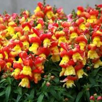     Red/Yellow Bicolor 10 