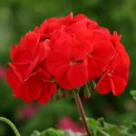 ���������� ��������� �������� Red 3 ��