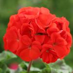 ���������� ��������� �������� Scarlet 3 ��