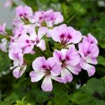 Пеларгония плющелистная Рич Аут Lilac Bicolor 3 шт