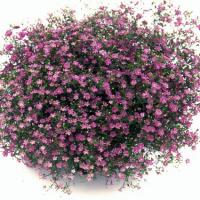 ��������� ������� ������ Deep Rose (�����������) 10 ��